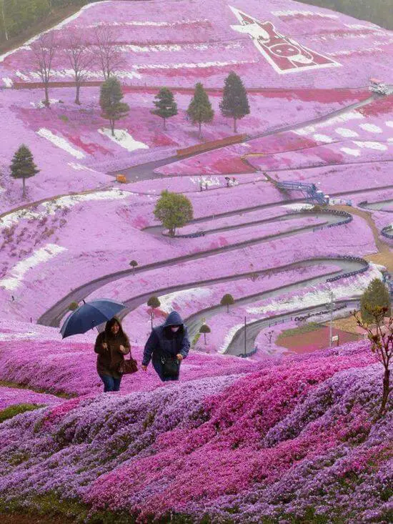 Las fotos más increíbles de la colina de flores más impresionante del mundo  - Blog de Viajes - eDreams