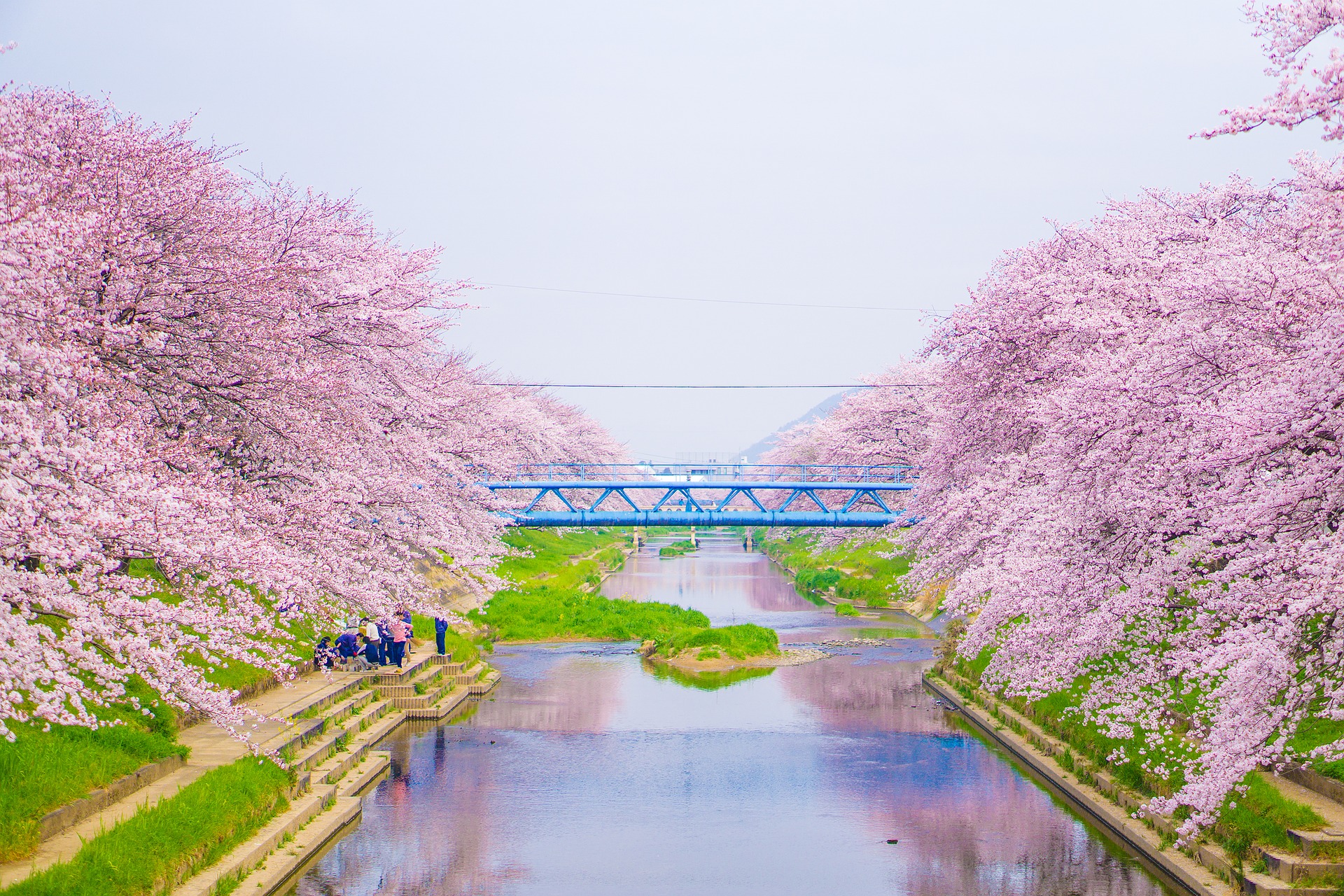 Japón con los cerezos en flor guía para celebrar el hanami