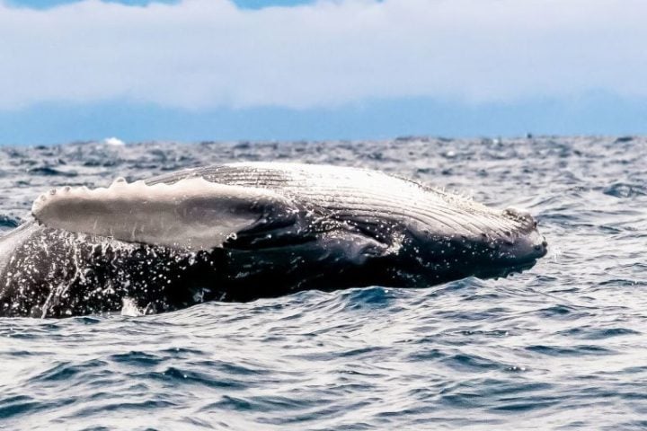 ballena en Pedasí