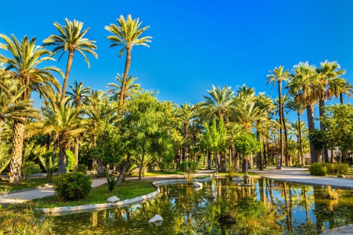 Palmeral en Elche, Comunitat Valenciana