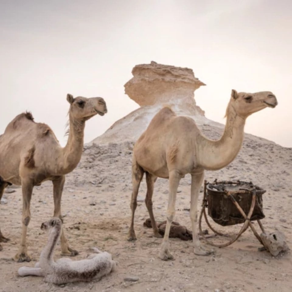 Descubre el paquete Península de Zekreet